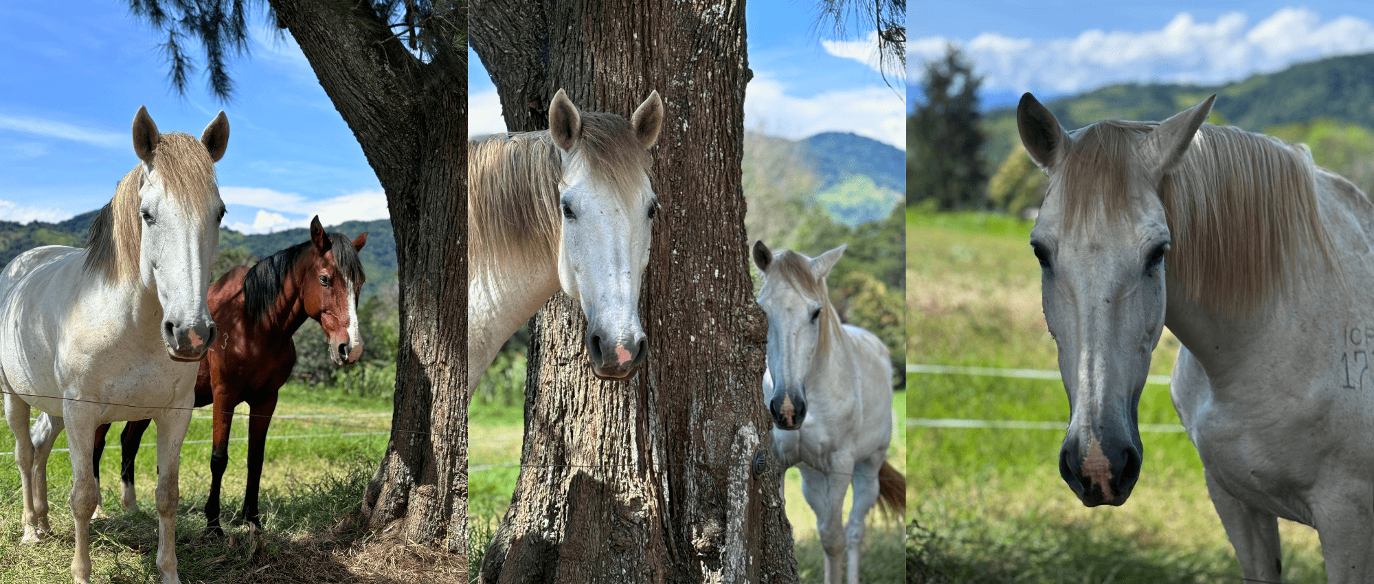 caballos