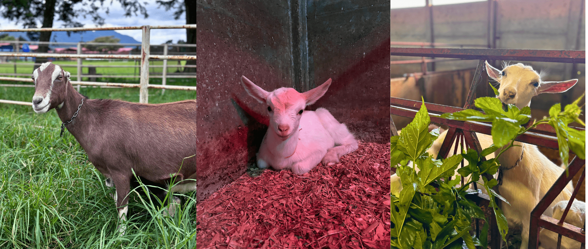 cabras 1