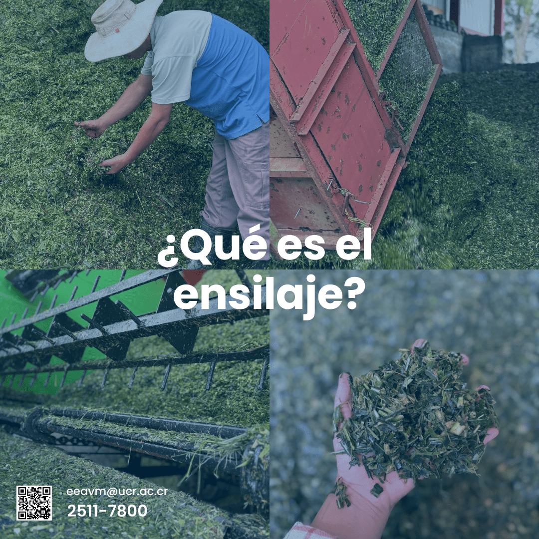 ¿Qué es el ensilaje?