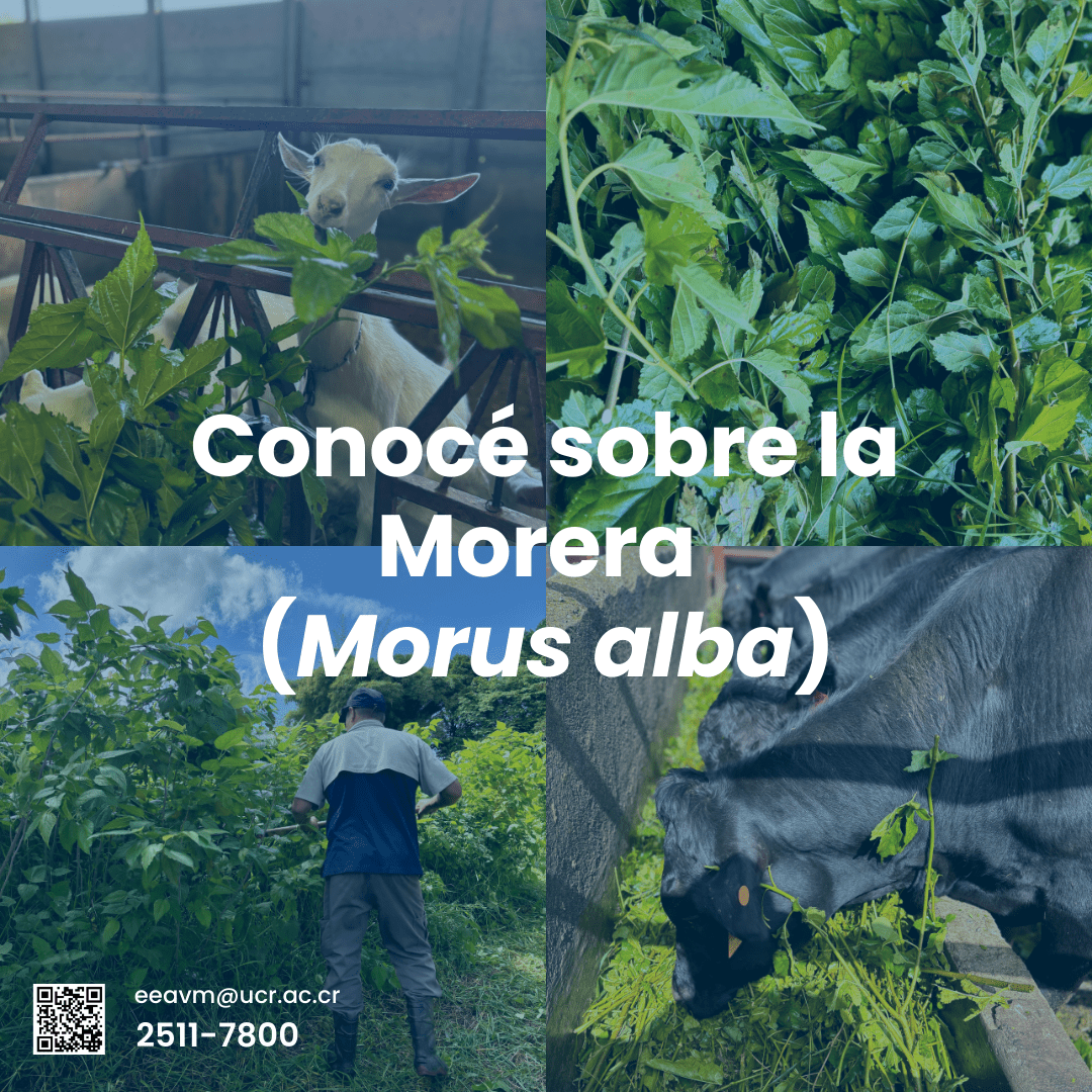 ¡Conocé sobre la Morera (Morus alba)!